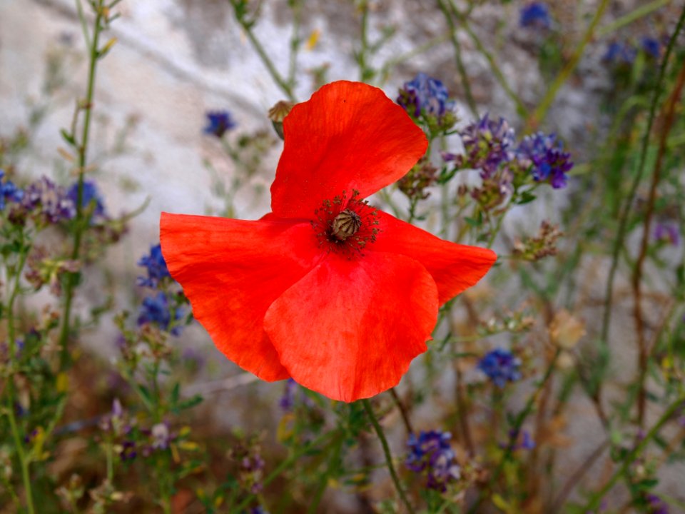 Flower, Wildflower, Flora, Poppy