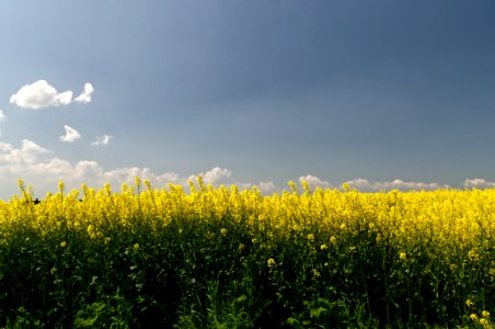 Yellow, Rapeseed, Field, Canola