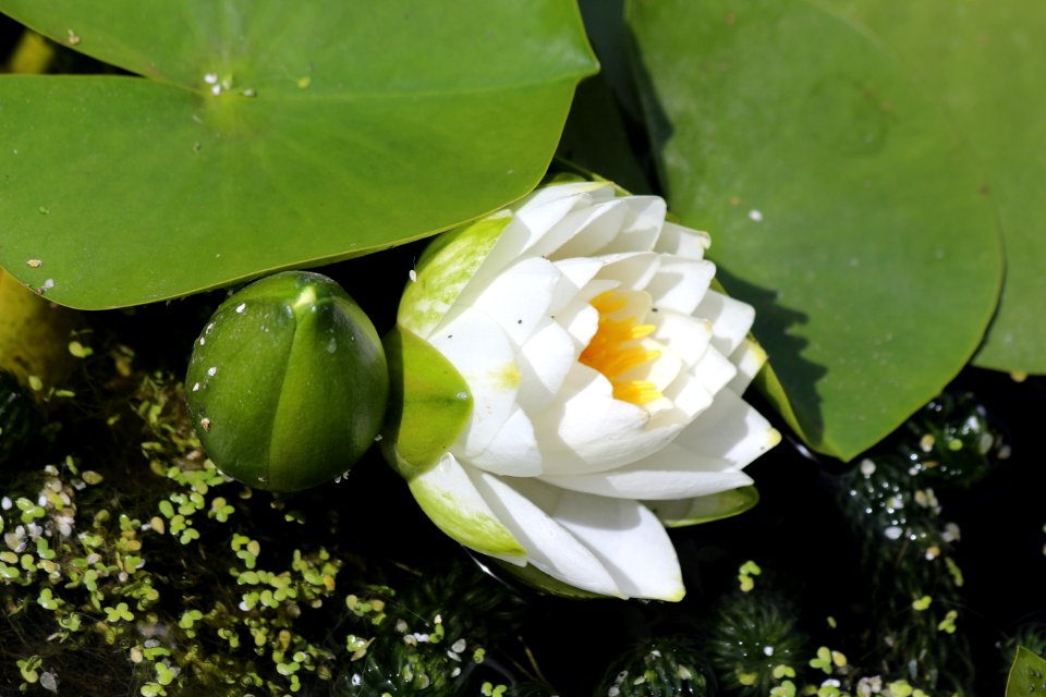 Flower, Plant, Flora, Aquatic Plant