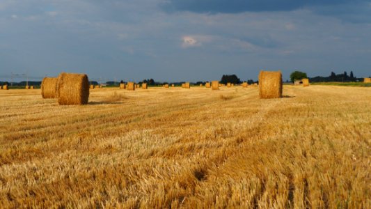 Hay, Field, Straw, Agriculture photo