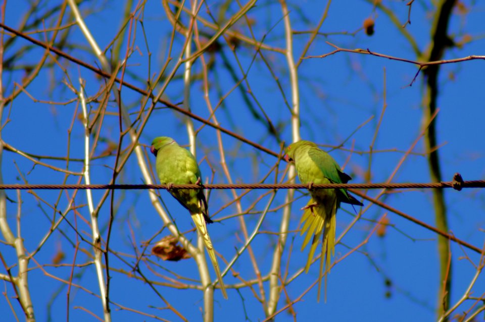 Bird, Fauna, Beak, Branch