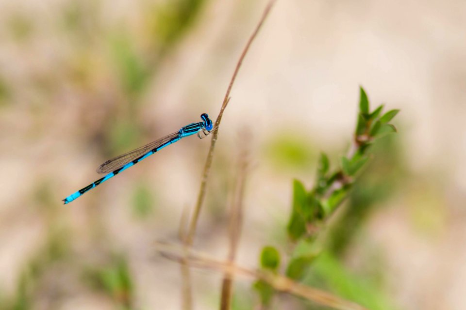 Damselfly, Insect, Invertebrate, Dragonfly