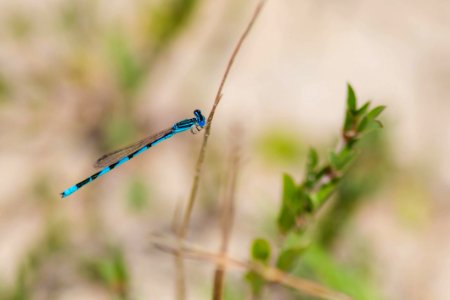 Damselfly, Insect, Invertebrate, Dragonfly photo