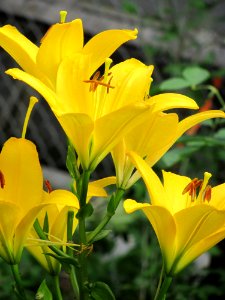 Flower, Plant, Yellow, Flora photo