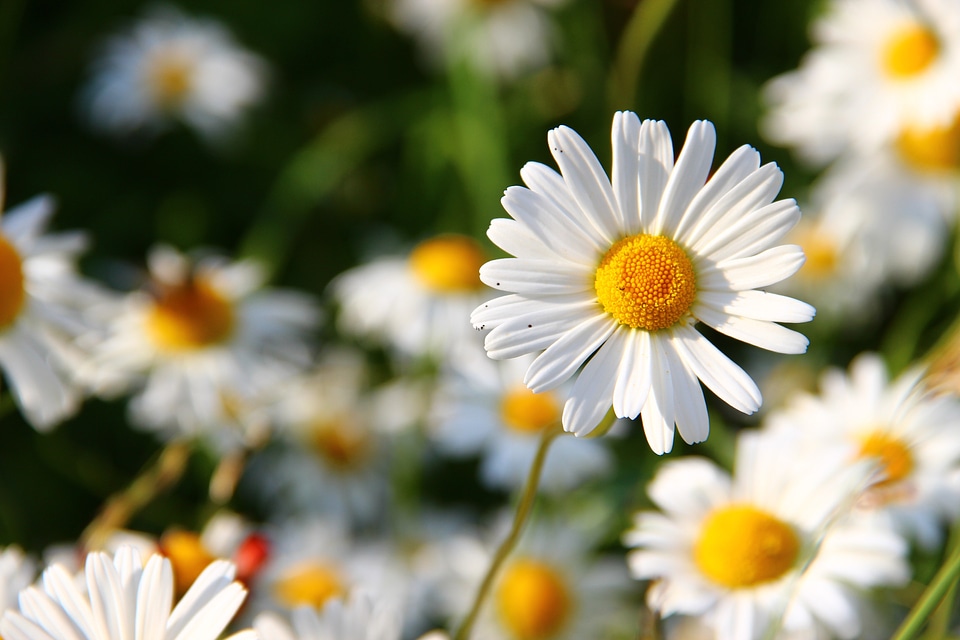 Summer flowers bloom