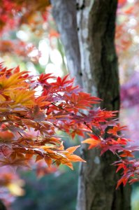 Leaf, Autumn, Tree, Branch