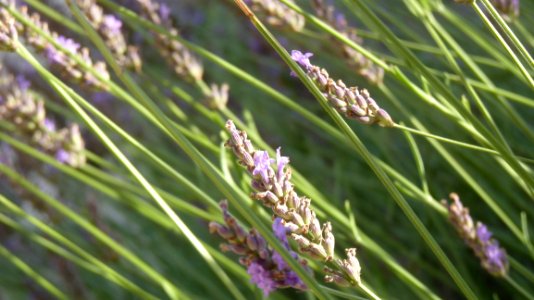 Plant, Grass, Grass Family, Lavender