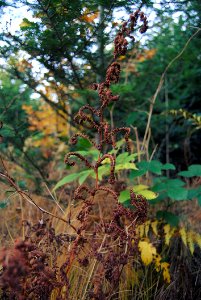 Plant, Vegetation, Flora, Leaf