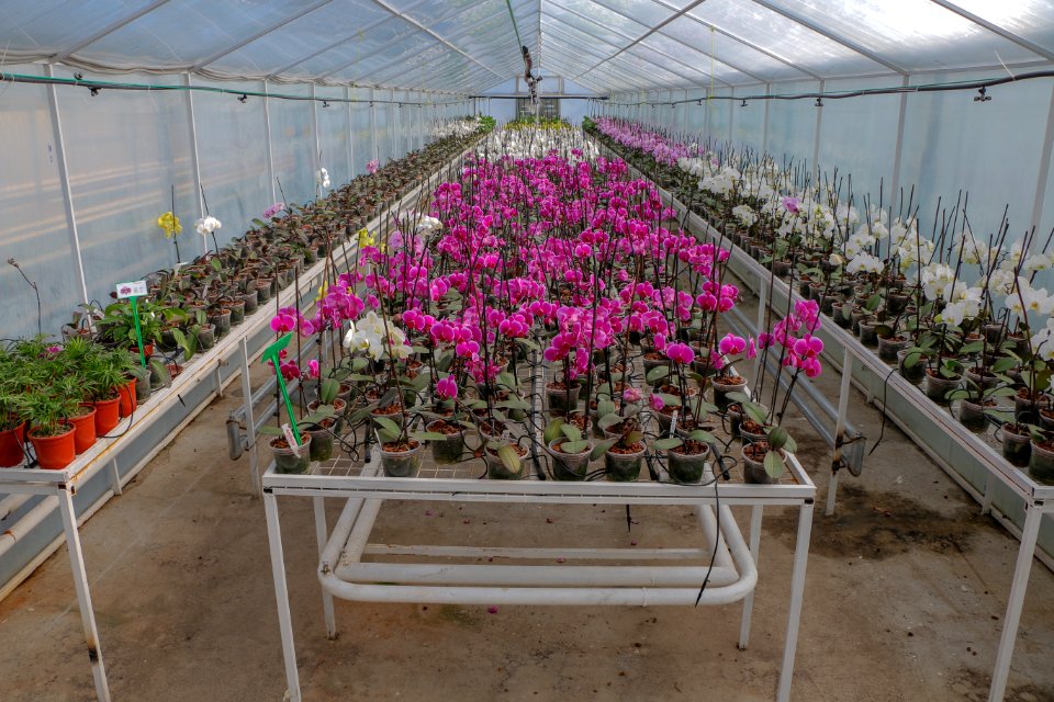 Plant, Greenhouse, Flower, Flowering Plant