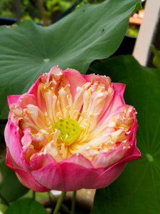 Flower, Plant, Pink, Aquatic Plant