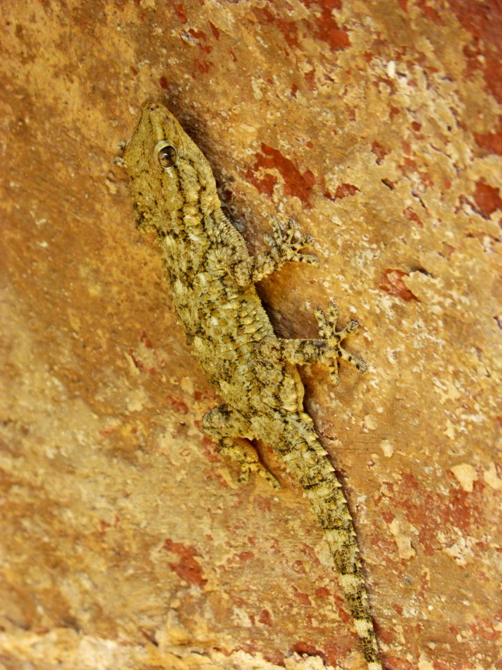 Fauna, Reptile, Lizard, Scaled Reptile
