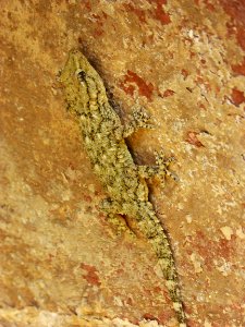 Fauna, Reptile, Lizard, Scaled Reptile