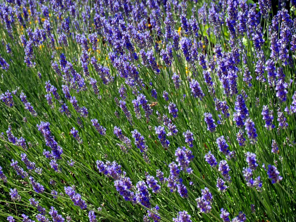 Flower, Plant, English Lavender, Lavender photo