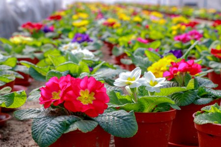 Flower, Plant, Primula, Flowering Plant