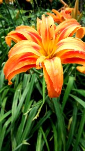 Flower, Daylily, Flora, Lily photo