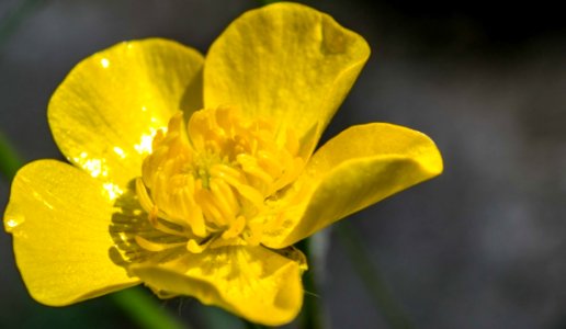 Flower, Yellow, Flora, Wildflower