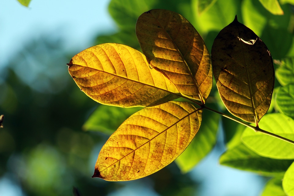 Nature green season