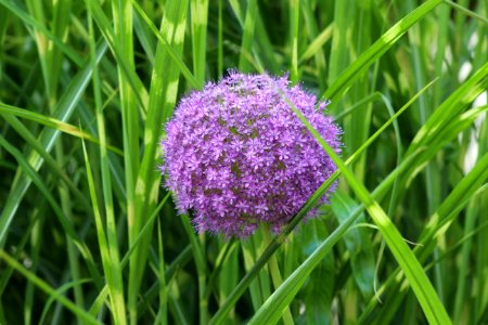Plant, Grass, Purple, Chives
