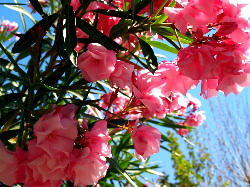 Pink, Plant, Flower, Blossom