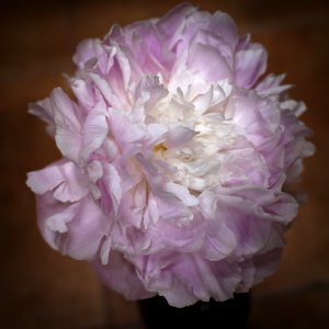 Flower, Pink, Flowering Plant, Peony photo