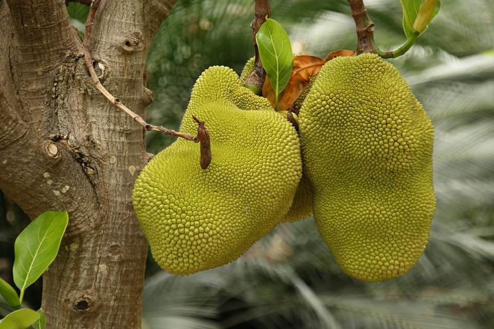 Fruit exotic prickly
