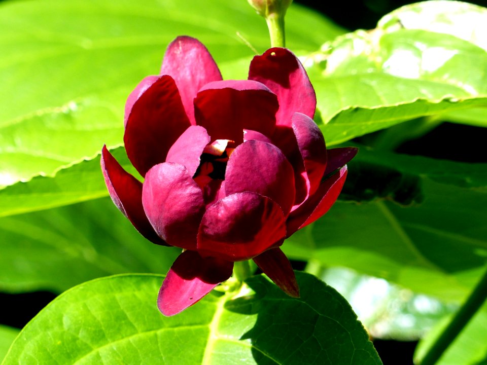Plant, Flower, Flora, Leaf