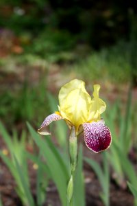 Flower, Plant, Flowering Plant, Flora photo