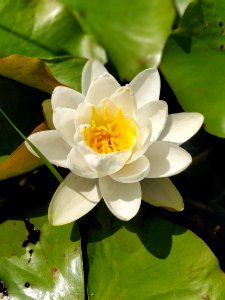 Flower, Plant, Flora, Sacred Lotus