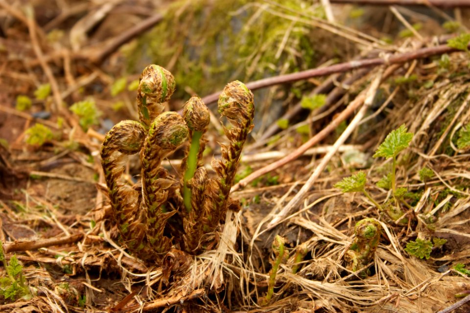 Plant, Flora, Grass, Plant Community