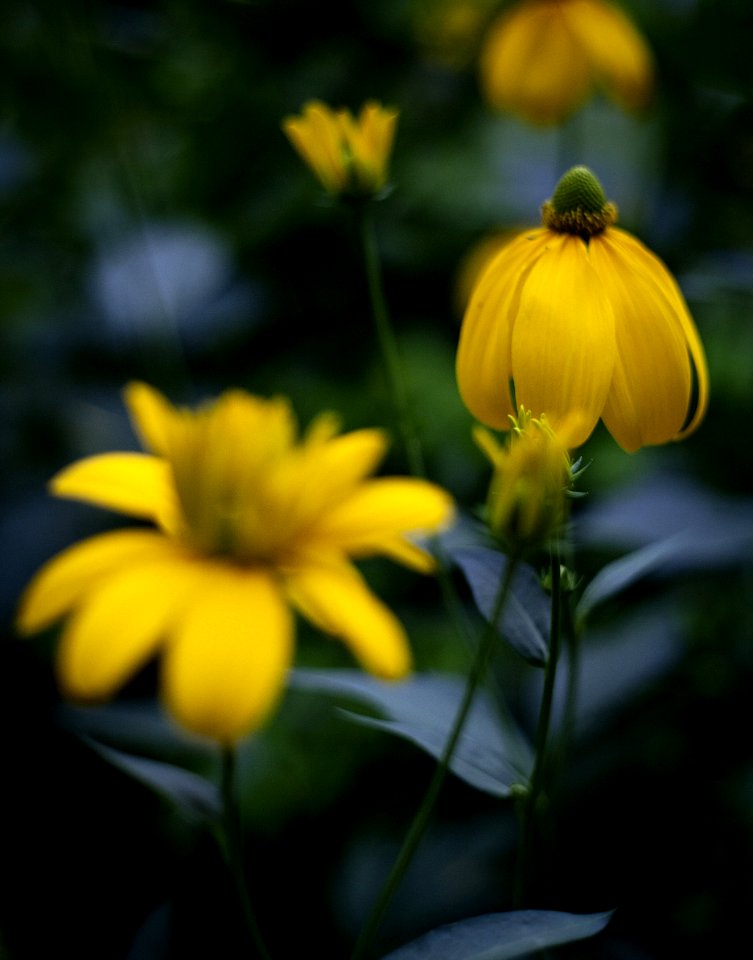 Flower, Yellow, Flora, Plant