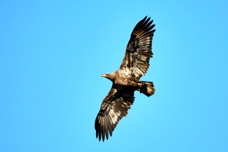 Accipitriformes, Eagle, Bird, Bird Of Prey photo