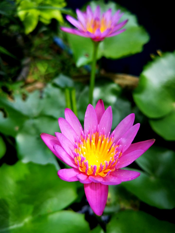 Flower, Flora, Plant, Aquatic Plant