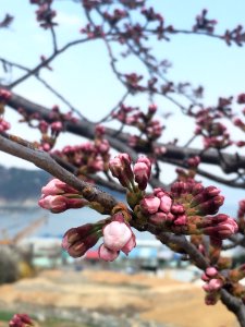 Blossom, Branch, Spring, Flora
