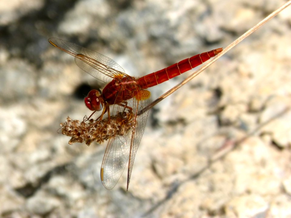 Insect, Dragonfly, Dragonflies And Damseflies, Invertebrate