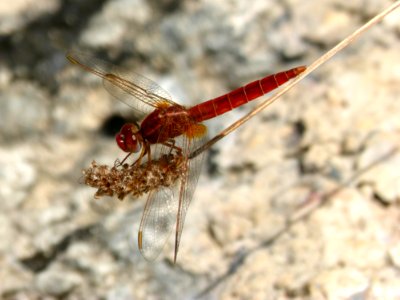 Insect, Dragonfly, Dragonflies And Damseflies, Invertebrate photo