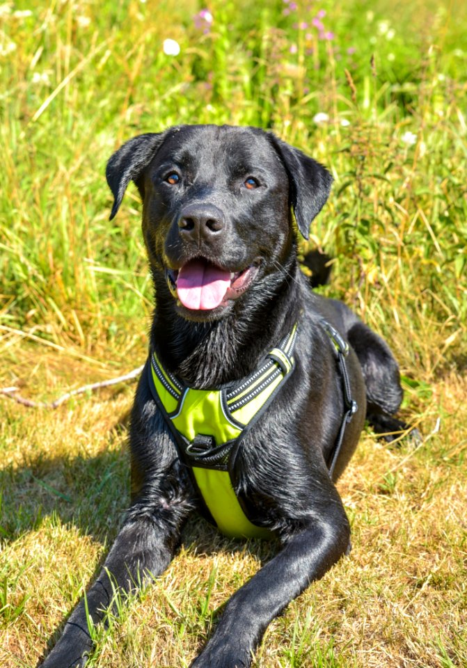 Dog, Dog Breed, Dog Like Mammal, Borador