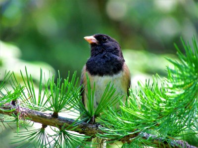 Bird, Beak, Fauna, Old World Flycatcher photo