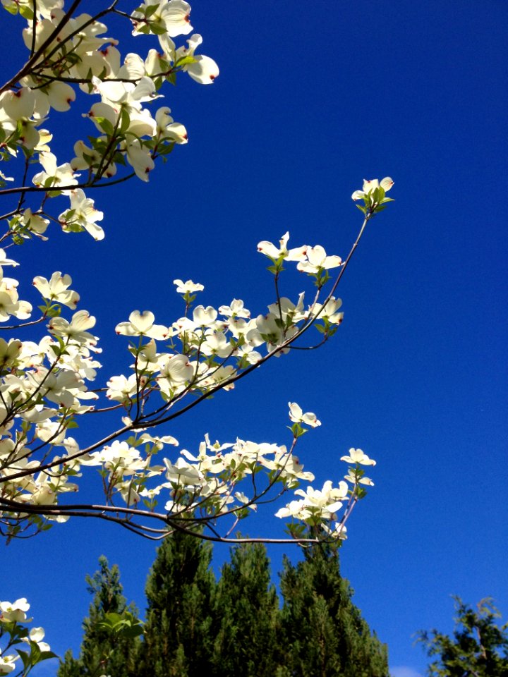 Sky, Branch, Blossom, Tree photo