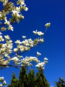Sky, Branch, Blossom, Tree photo