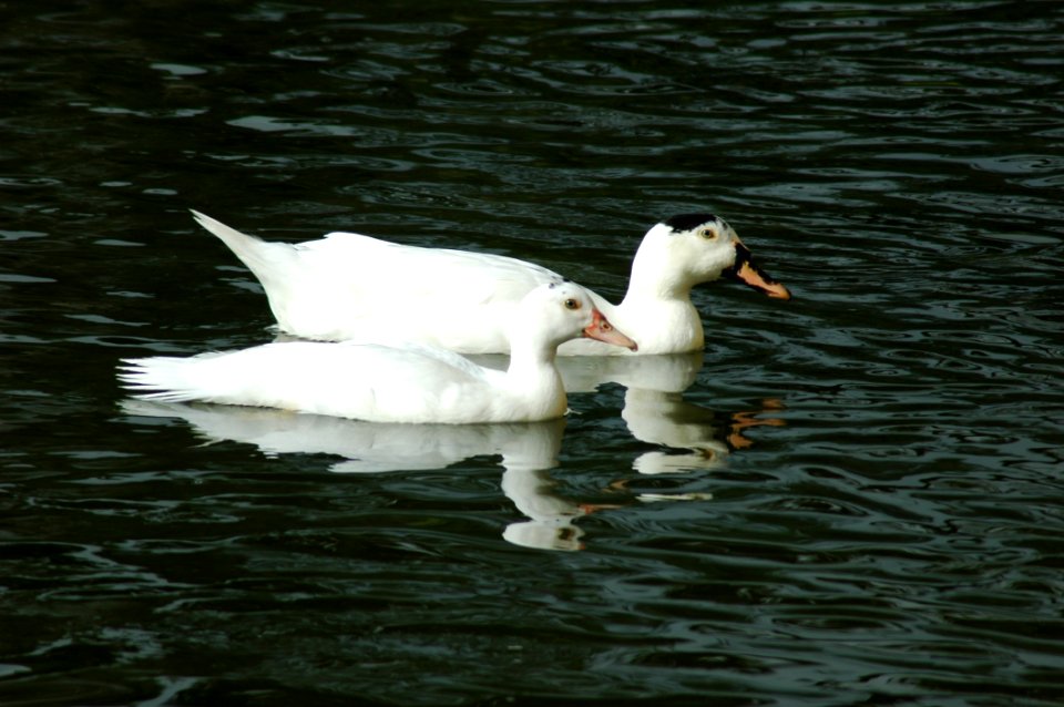 Bird, Duck, Water Bird, Water