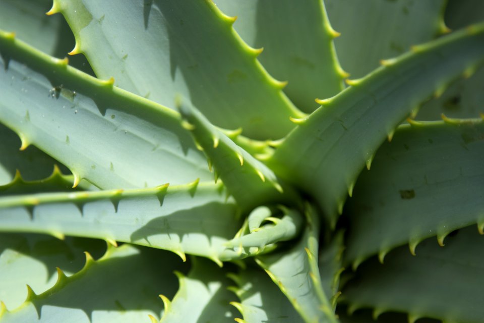 Plant, Vegetation, Leaf, Aloe