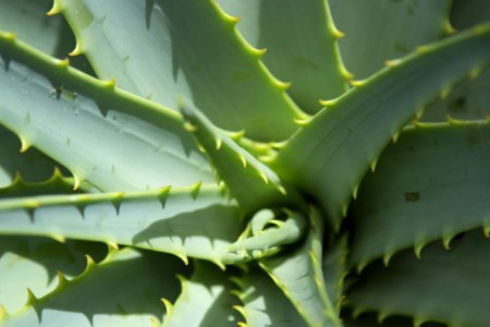 Plant, Vegetation, Leaf, Aloe