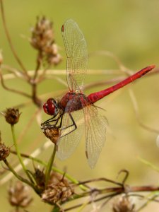 Insect, Dragonfly, Dragonflies And Damseflies, Invertebrate