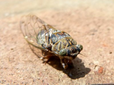 Insect, Invertebrate, Fauna, True Bugs