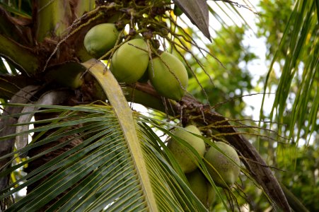 Coconut, Vegetation, Arecales, Tree photo