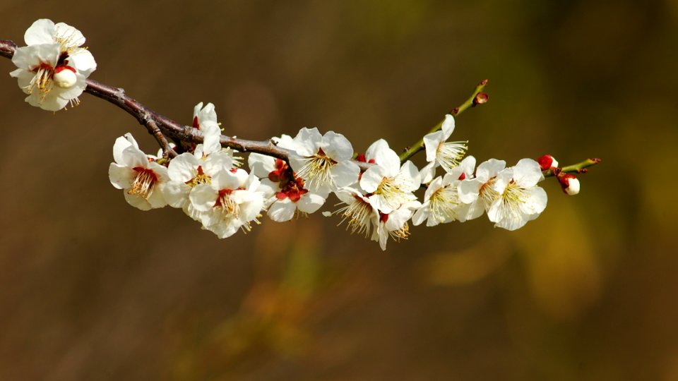 Blossom, Flower, Spring, Branch photo