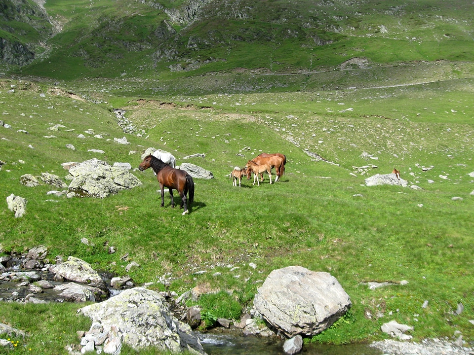 Foal mammal animal