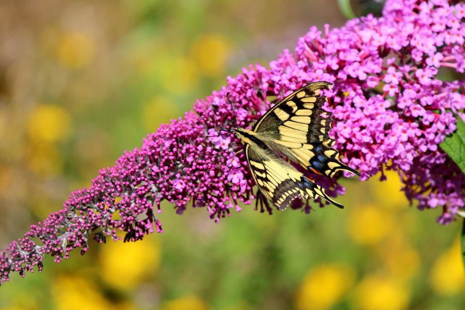 Butterfly, Brush Footed Butterfly, Pollinator, Flower photo