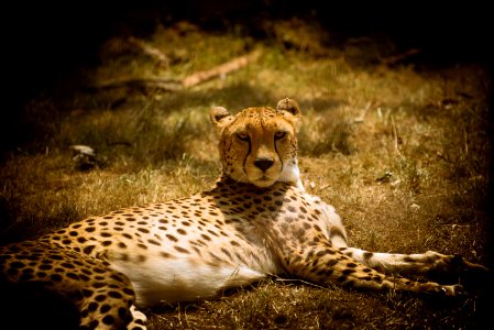 Cheetah, Wildlife, Terrestrial Animal, Fauna photo