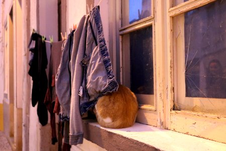 Window, Boutique